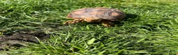 Tortoise reptiles for sale: Sulcata tortoise x2 with full set up - Advert 14