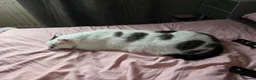 Domestic Shorthair cats for sale: Bonded brother & sister looking for a loving home - Advert 20