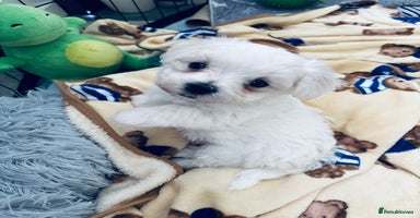 Maltese dogs - Advert 7