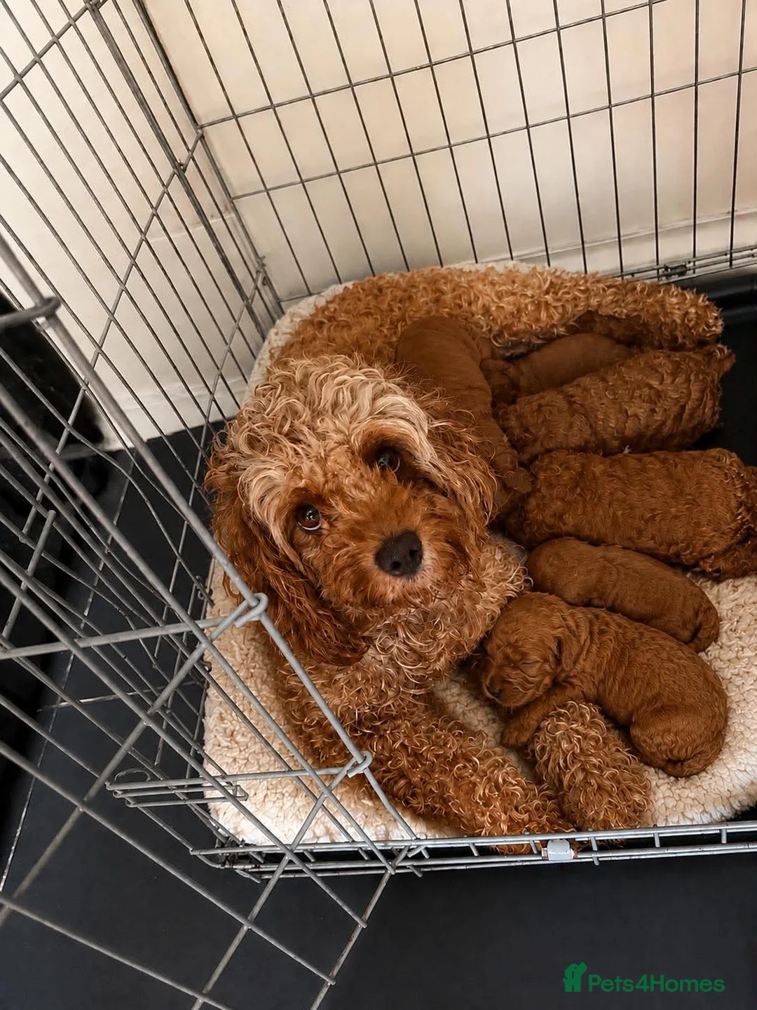 Cavapoo dogs for sale: Adorable Cavapoo Pups🧸✨ - Advert 6