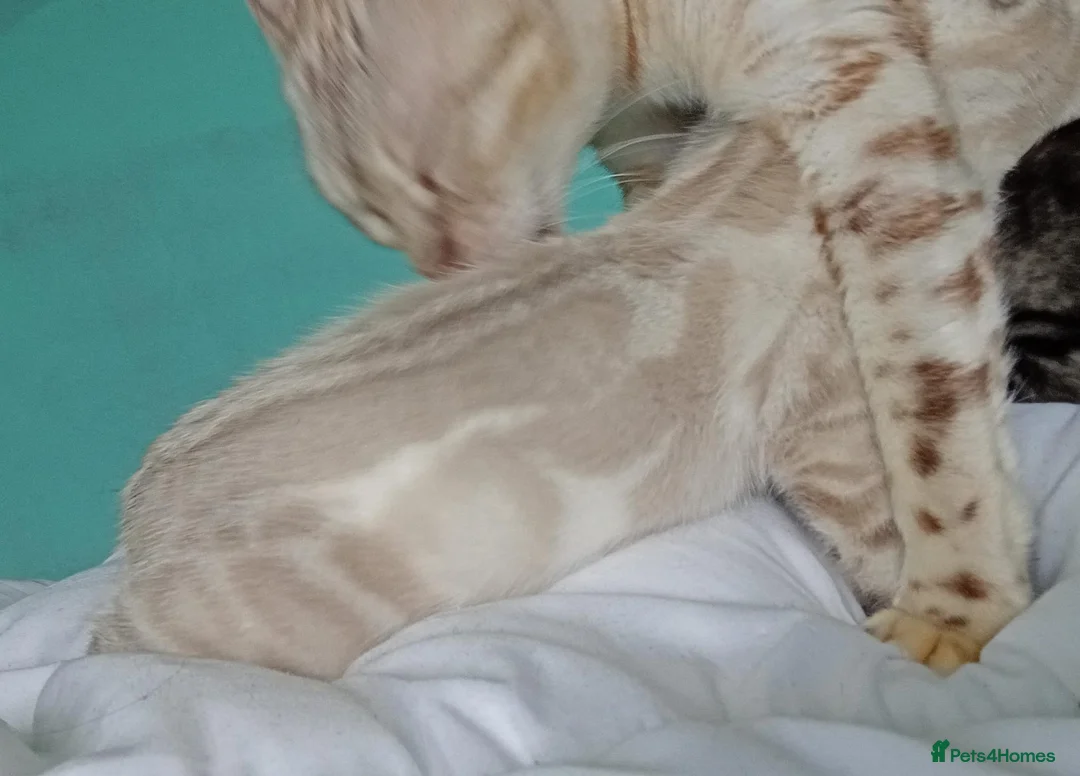 Bengal cats for stud: GANDALF Snow Mink Blue Carrier Russia Lines in Gateshead - Advert 9