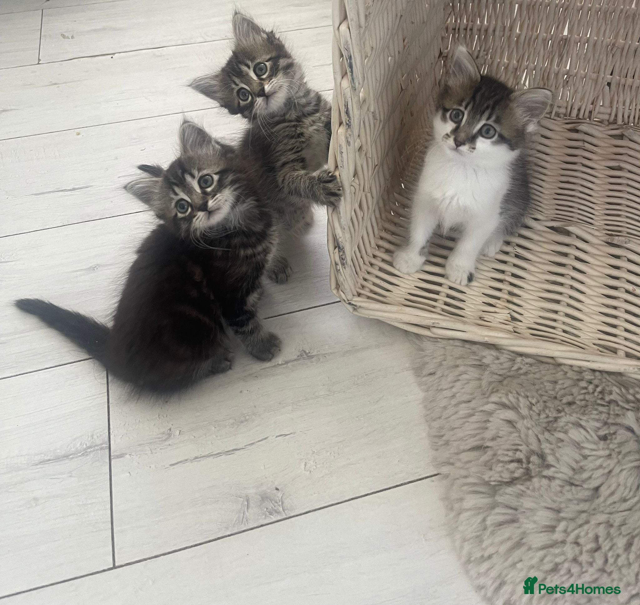 Mixed Breed cats Fluffy Tabby Kittens Ready  - Advert 13