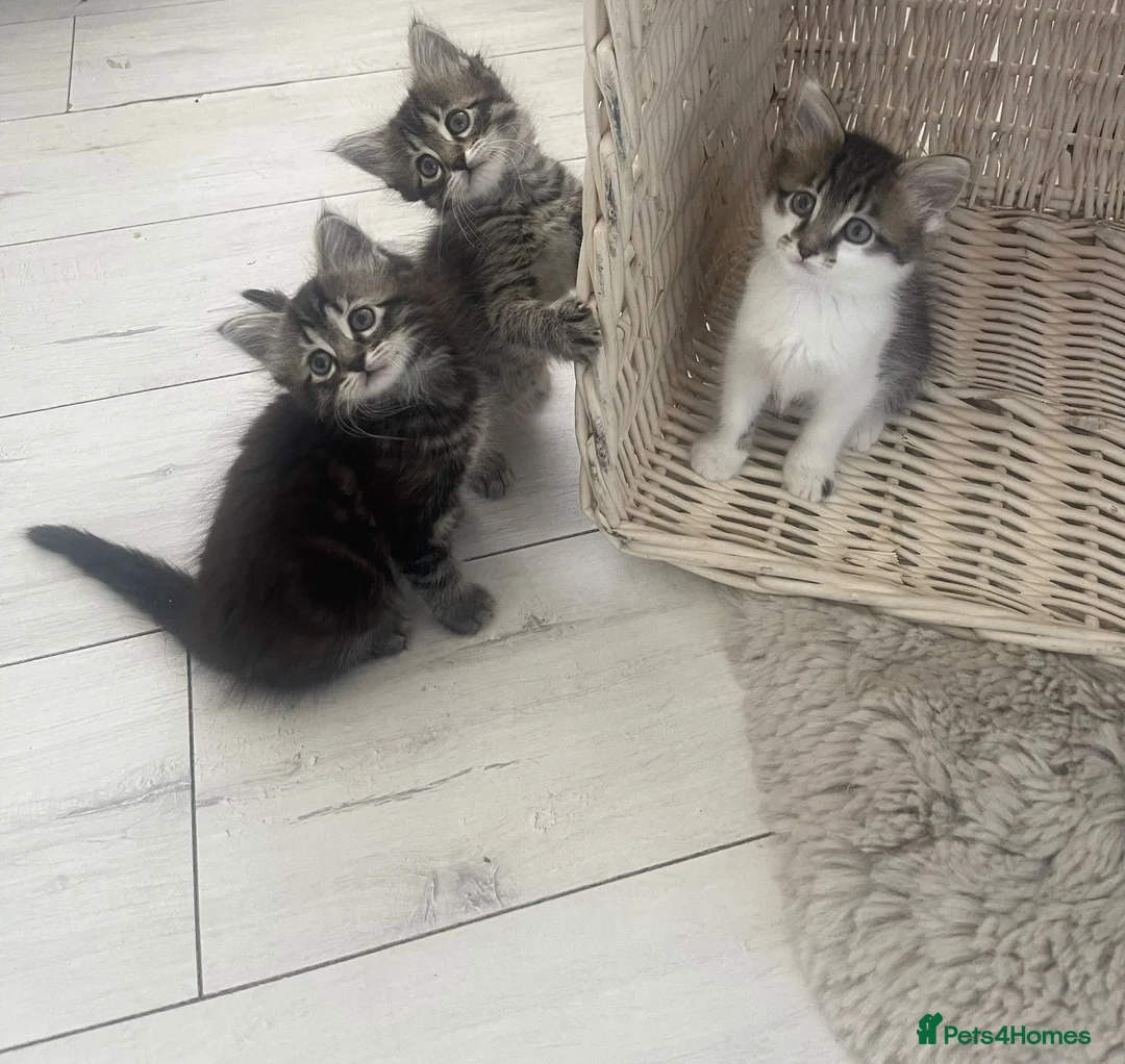 Mixed Breed cats for sale: Fluffy Tabby Kittens Ready  - Advert 1