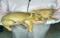 Mixed Breed dogs for sale: Siberian Husky x Pocket Bully's - Advert 5