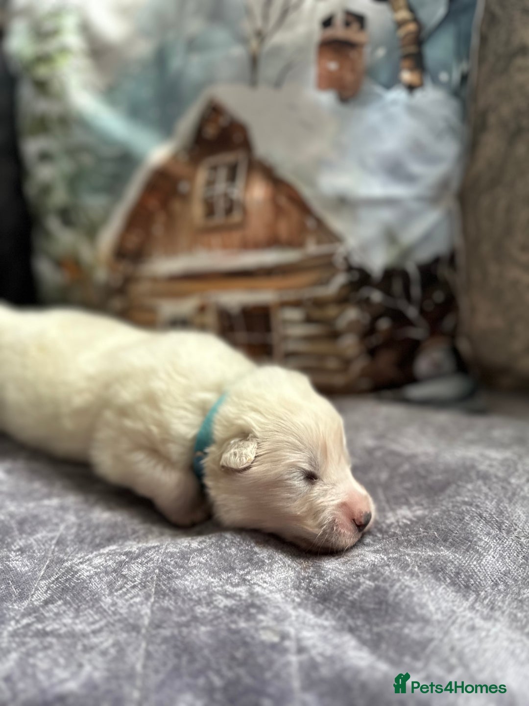 Samoyed dogs for sale: Adorable Samoyed puppies available to reserve!  - Advert 15