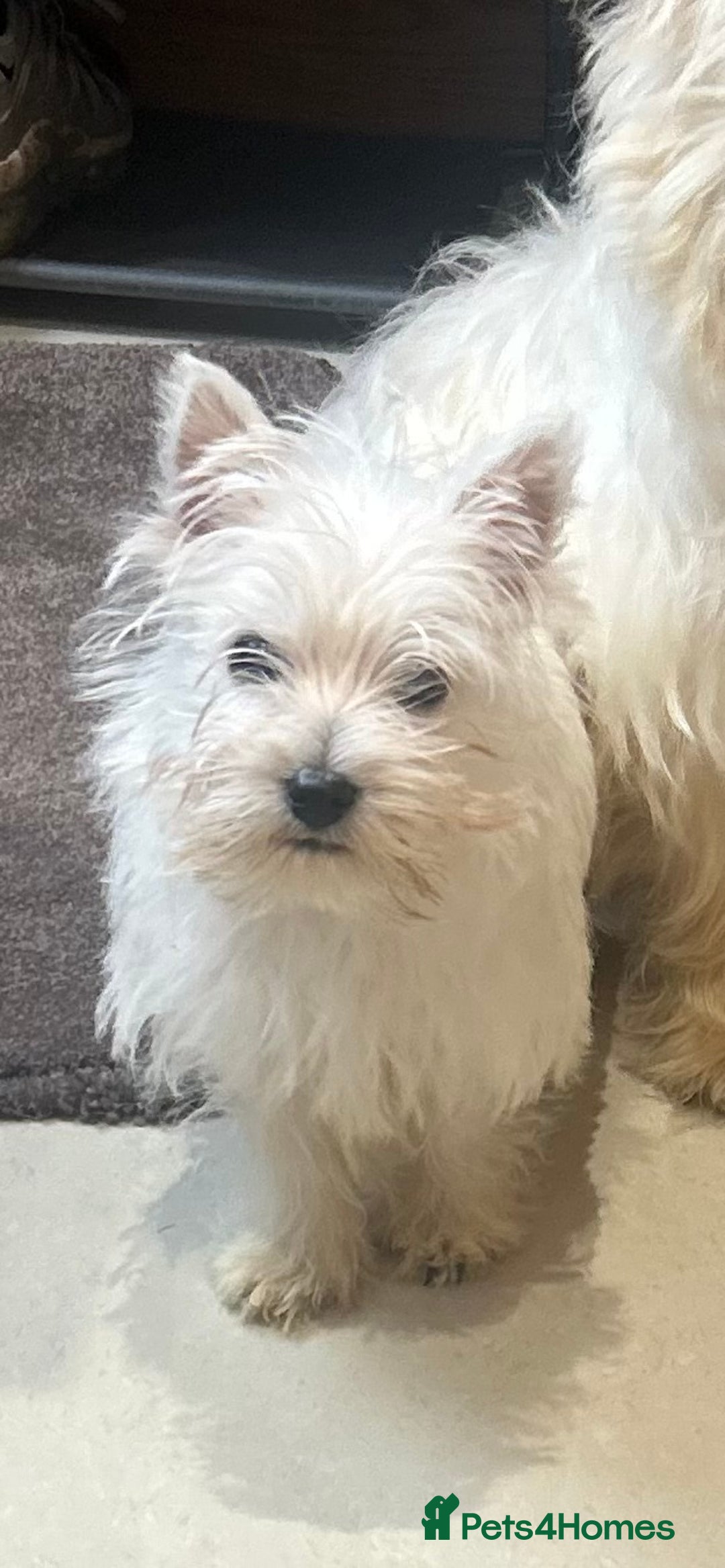 West Highland Terrier dogs for sale: 🐾💙Very Handsome Westie Boy Ready Now 💙🐾 - Advert 3