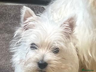 West Highland Terrier dogs 🐾💙Very Handsome Westie Boy Ready Now 💙🐾 - Advert 1