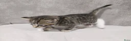 Mixed Breed cats for sale: Stunning kittens available in 4 weeks time.  - Advert 2