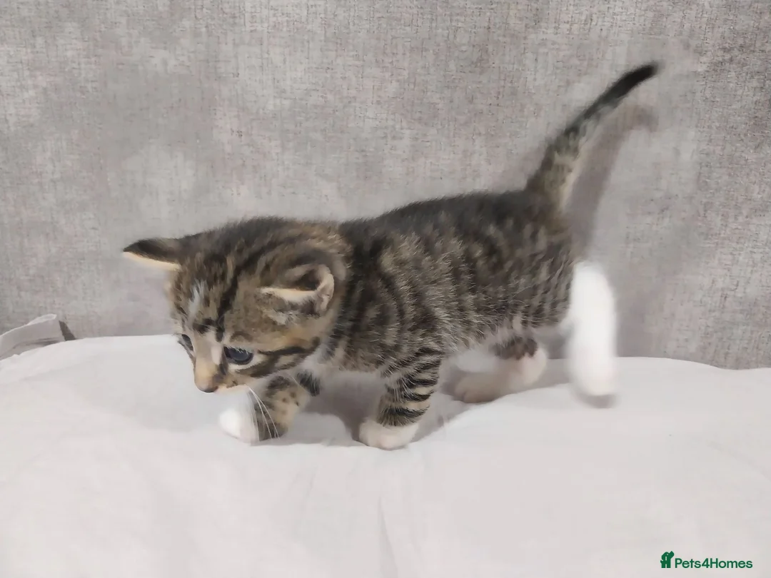 Mixed Breed cats for sale: Stunning kittens available in 4 weeks time.  - Advert 2
