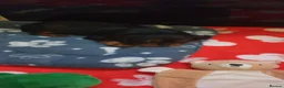 Cavalier King Charles Spaniel dogs for sale: Black and tan puppy for sale  - Advert 3