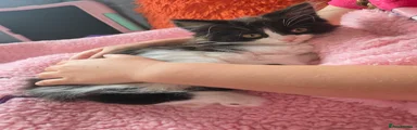 Mixed Breed 2