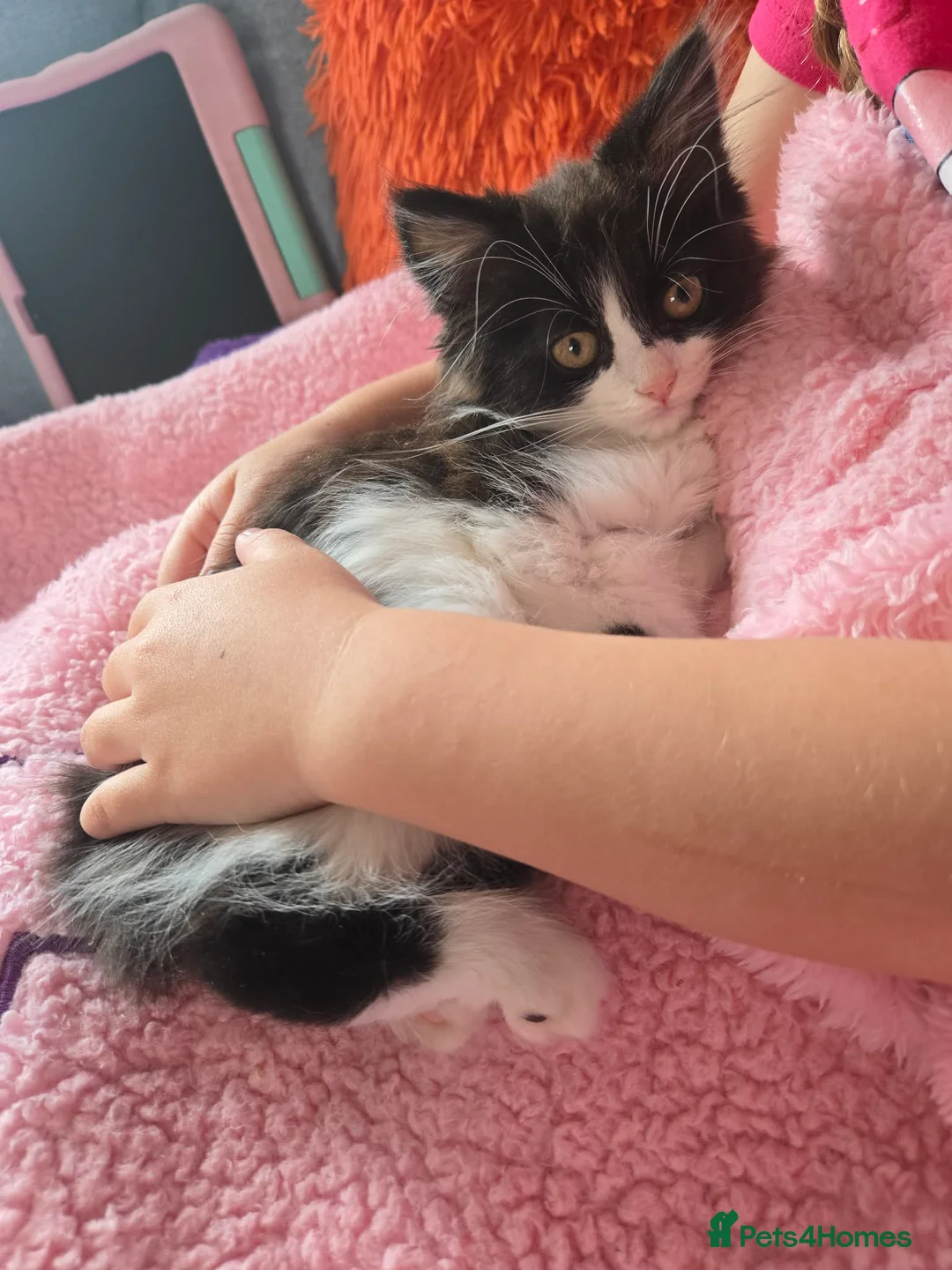 Mixed Breed cats for sale:  Playful & Loving KittensLooking for Forever Homes - Advert 4