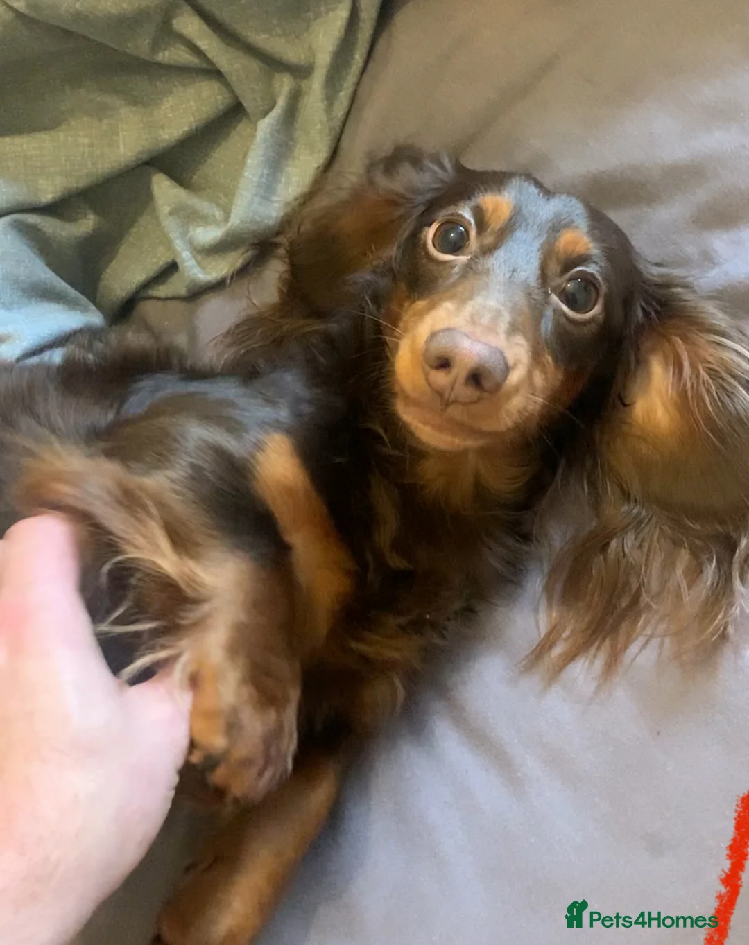 Miniature Dachshund dogs for stud: Rolo the long haired dachshund  in Pentre - Advert 6