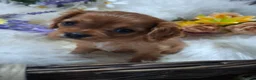 Cavalier King Charles Spaniel dogs for sale: KC Health tested Cavaliers  - Advert 17