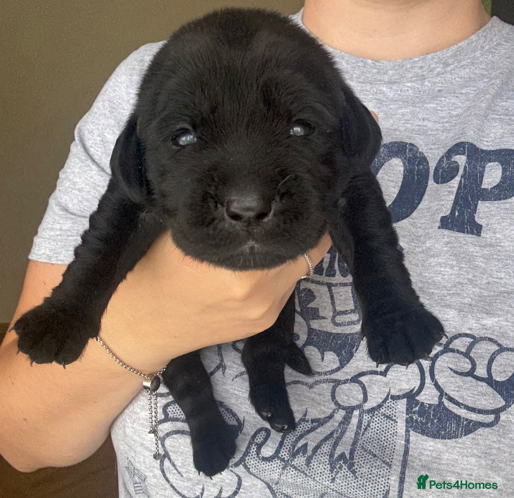 Labrador Retriever dogs Gorgeous chunky Labradors  - Advert 5