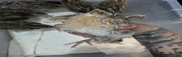 Quail poultry for sale: 5 week old Coturnix quails looking for a new home - Advert 2