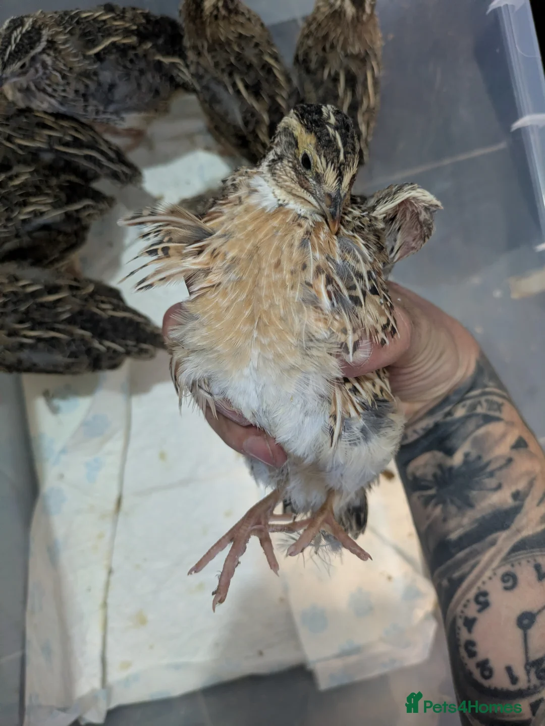 Quail poultry for sale: 5 week old Coturnix quails looking for a new home - Advert 2