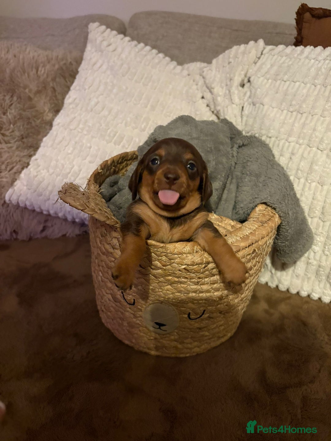 Miniature Dachshund dogs for sale: Miniature dachshund puppies forsale - Advert 14
