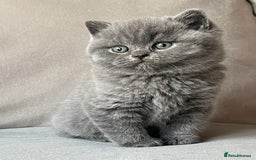 British Shorthair cats for sale:  British Blue kittens - Image 3