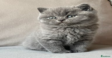 British Shorthair cats - Advert 14