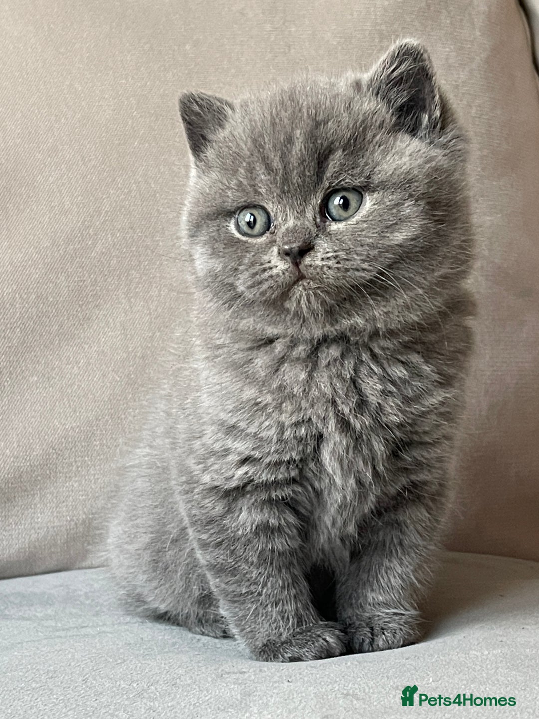 British Shorthair cats for sale:  British Blue kittens - Image 3