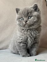 British Shorthair cats - Advert 14