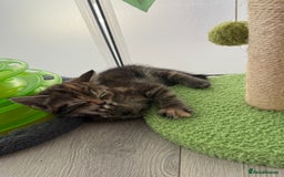 Turkish Angora cats for sale: 4 Beautiful Turkish Angora Mix Kittens - Image 20
