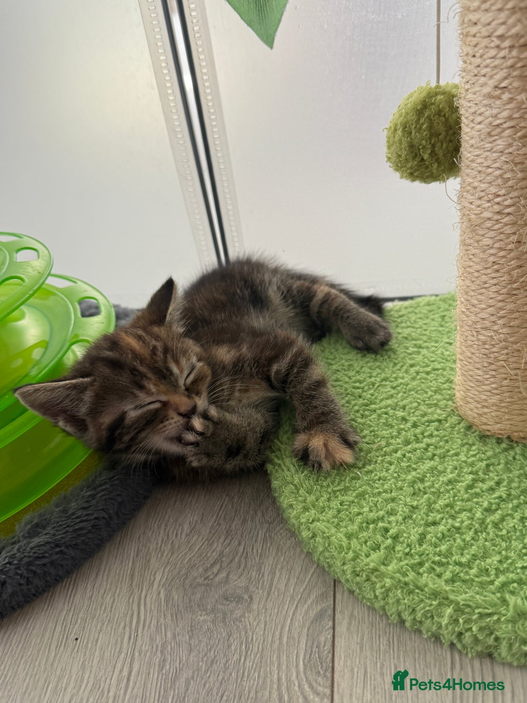 Turkish Angora cats for sale: 4 Beautiful Turkish Angora Mix Kittens - Image 20
