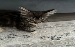 Maine Coon cats for sale: Gorgeous main coon kitten for sale  - Advert 2