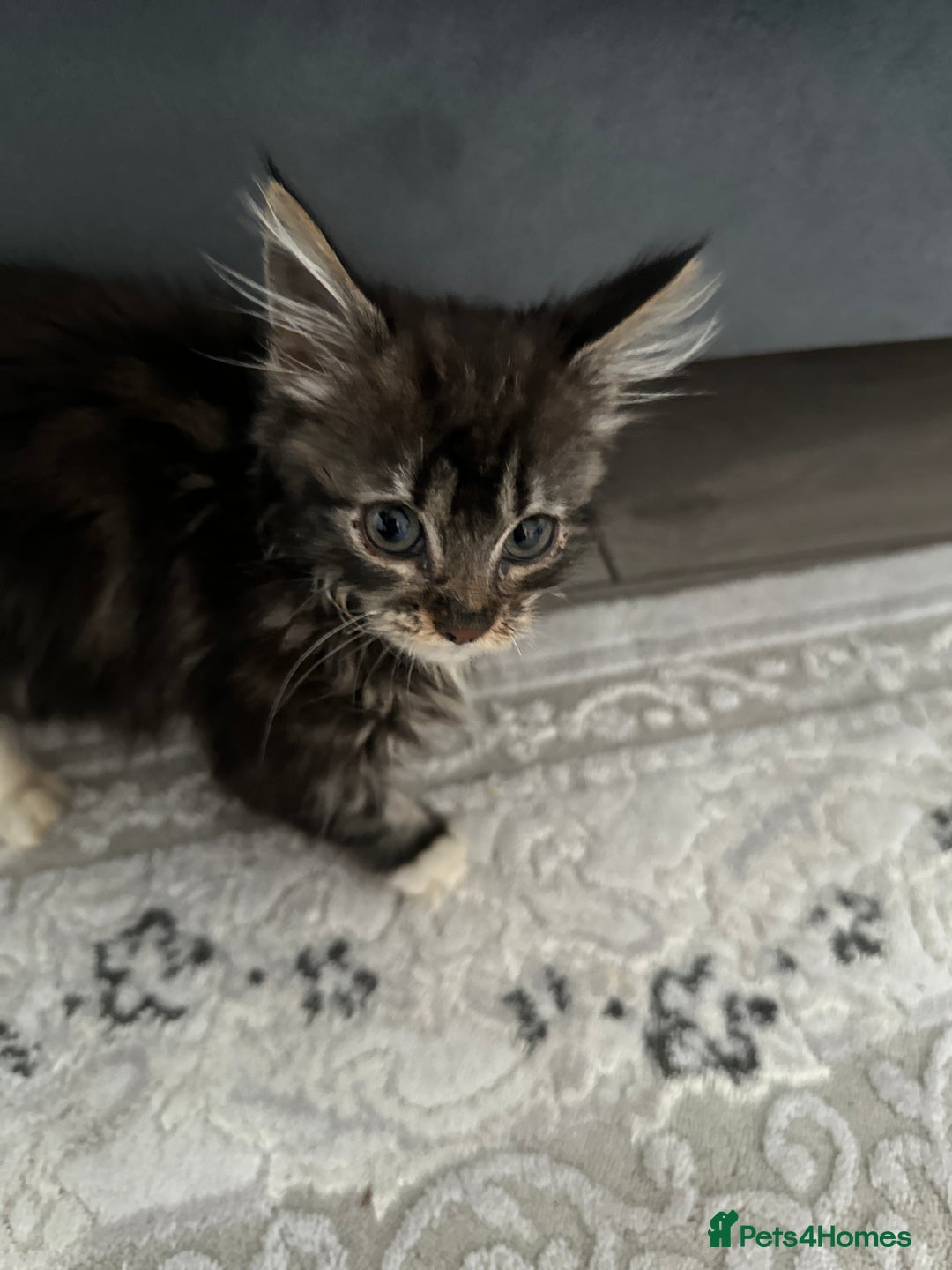 Maine Coon cats for sale: Gorgeous main coon kitten for sale  - Advert 2
