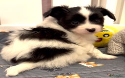 Papillon dogs for sale: Beautiful KC registered papillon puppies for sale - Image 9