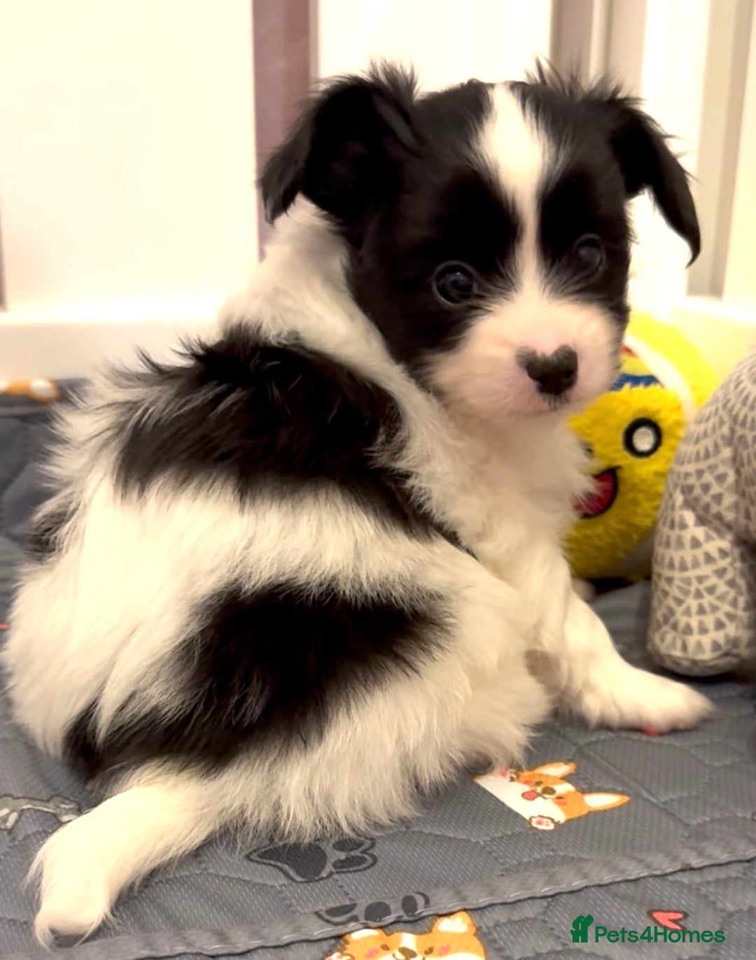Papillon dogs for sale: Beautiful KC registered papillon puppies for sale - Image 9