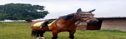 Andalusian horses for sale: ⭐ STUNNING ANDALUSIAN REGISTERED PRE GELDING – ⭐ - Advert 3