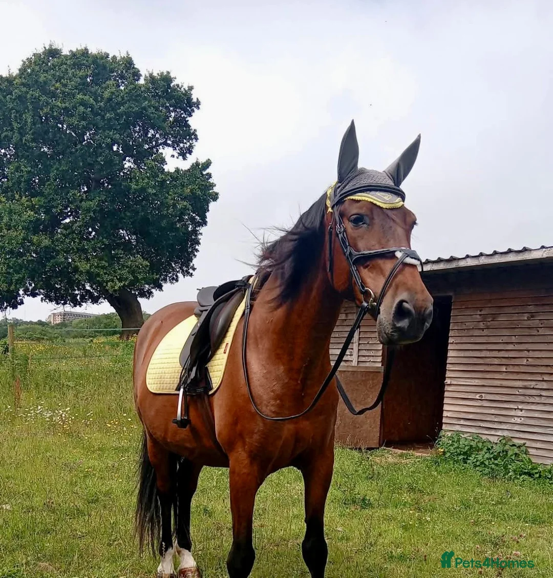Andalusian horses for sale: ⭐ STUNNING ANDALUSIAN REGISTERED PRE GELDING – ⭐ - Advert 3