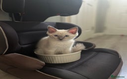 Ragdoll cats for sale: Ragdoll kitten ready to go  - Image 6