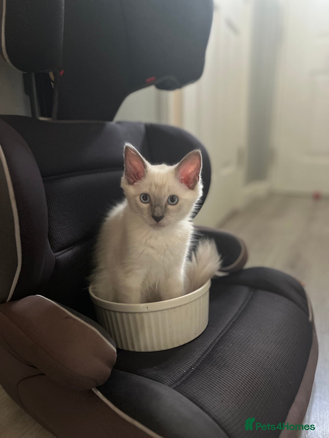 Ragdoll cats for sale: Ragdoll kitten ready to go  - Image 6