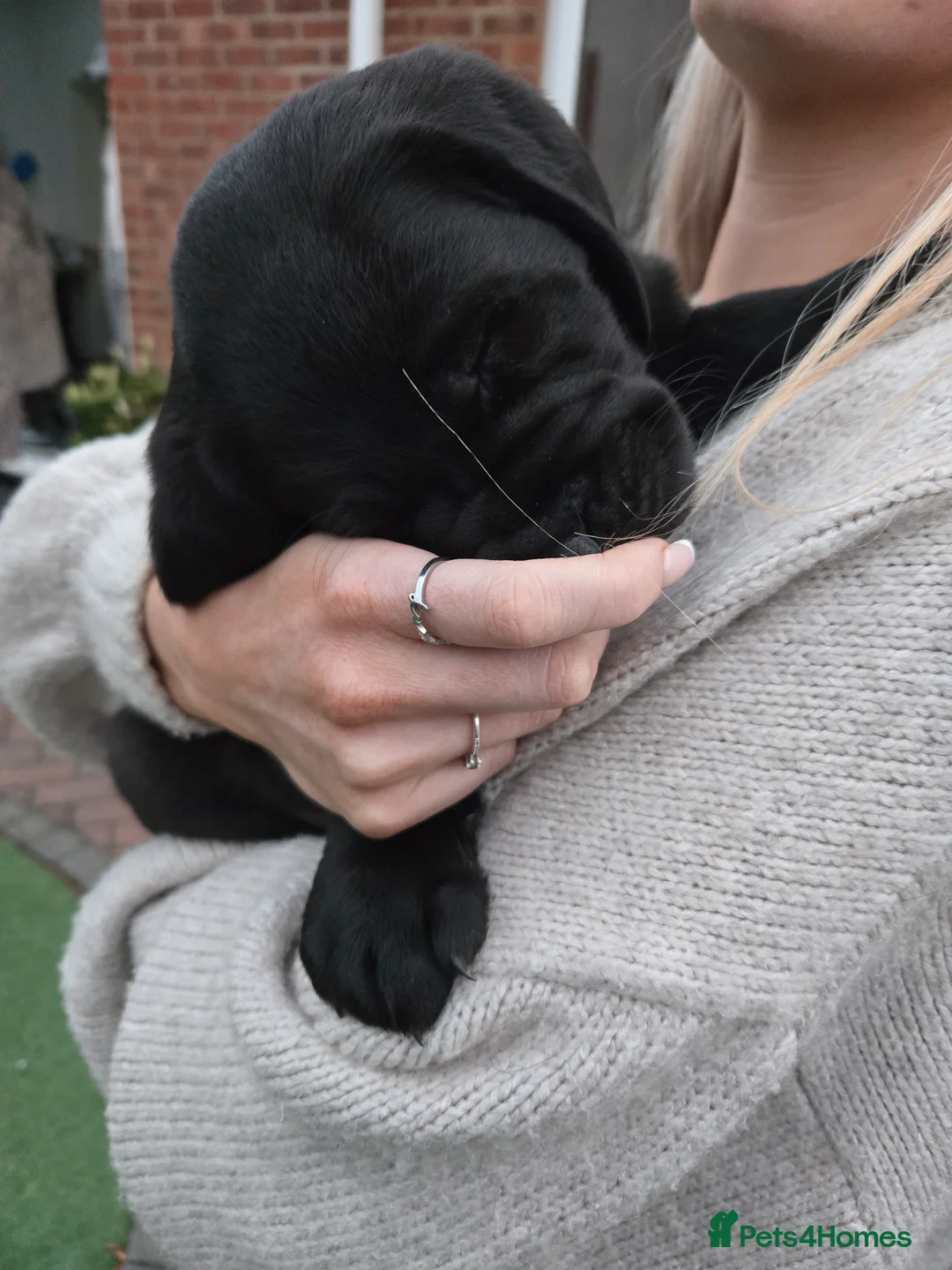 Labrador Retriever dogs for sale: Black KC registered labradors for sale  in Wellingborough - Advert 2