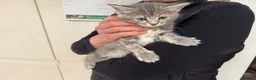 Mixed Breed cats for sale: Half Maine Coon  kittens  in Hove - Advert 4