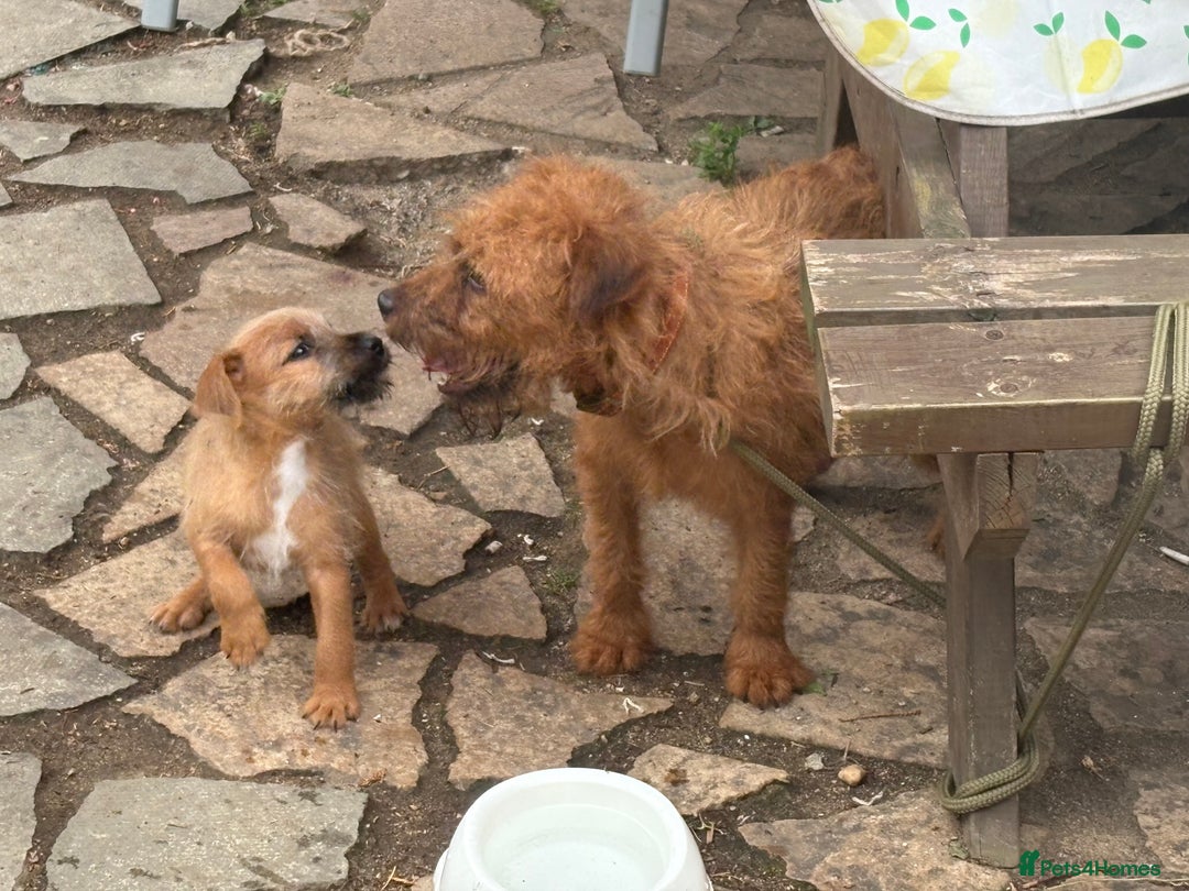 Mixed Breed dogs for sale: Working Lakeland x Patterdale  - Image 22