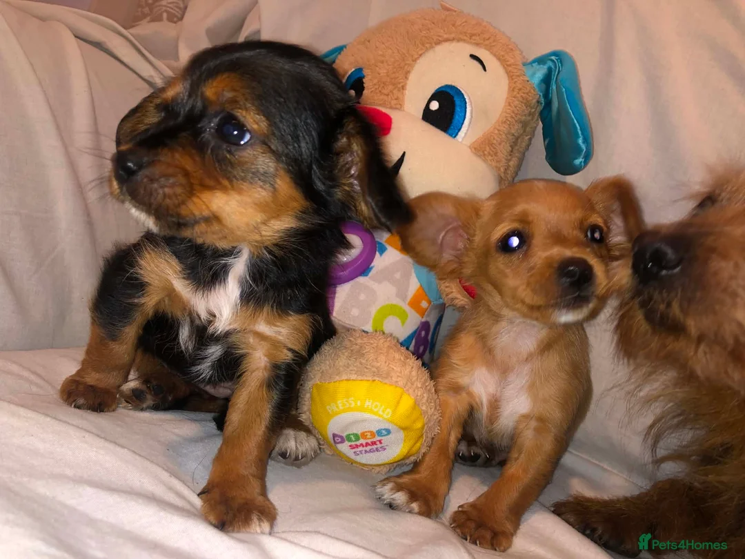 Mixed Breed dogs for sale: 3 Beautiful Jack Russell’s in Leeds - Advert 2