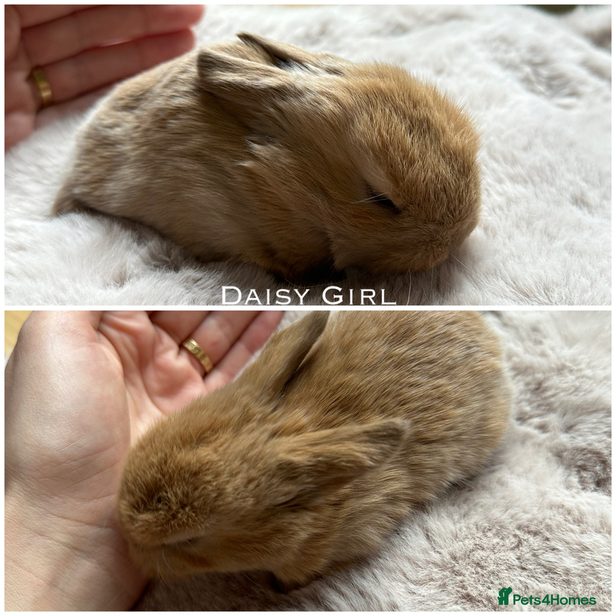 Mini Lop rabbits Mini Lops for sale chocolate & beige  - Advert 16