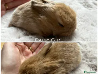Mini Lop rabbits Mini Lops for sale chocolate & beige - Advert 16