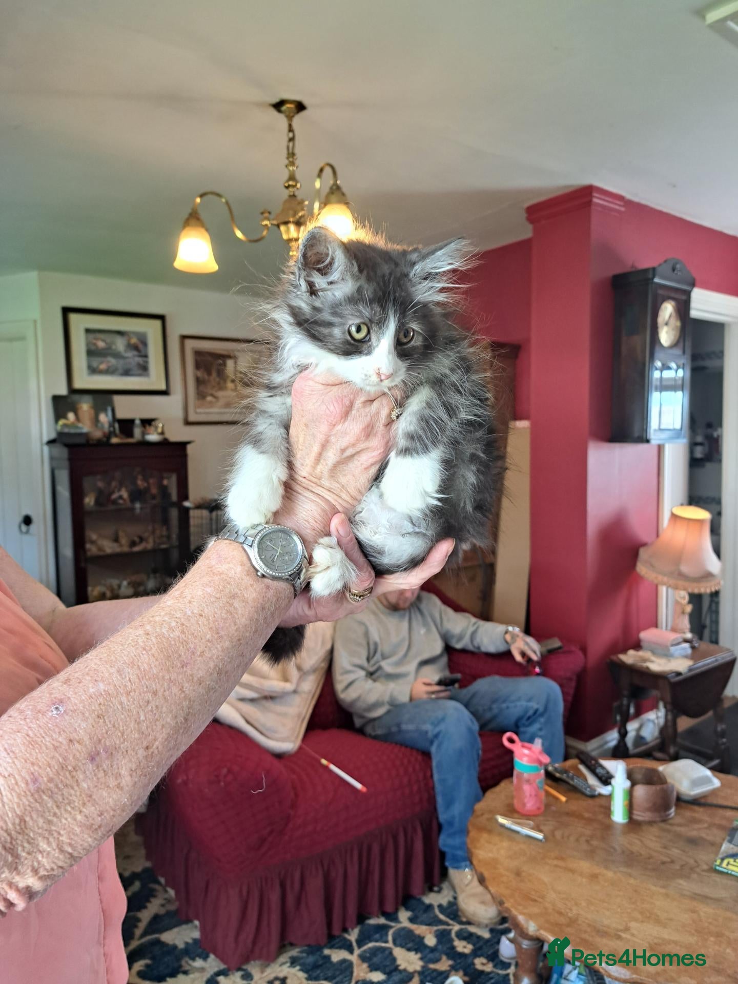 Norwegian Forest Cat cats 6 adorable NFC/Maincoon kittens. - Advert 2