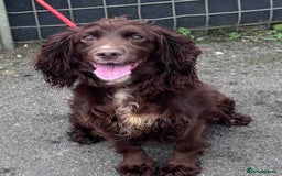 Cocker Spaniel dogs for sale: Working cocker spaniel puppies  - Image 6