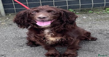 Cocker Spaniel dogs - Advert 7