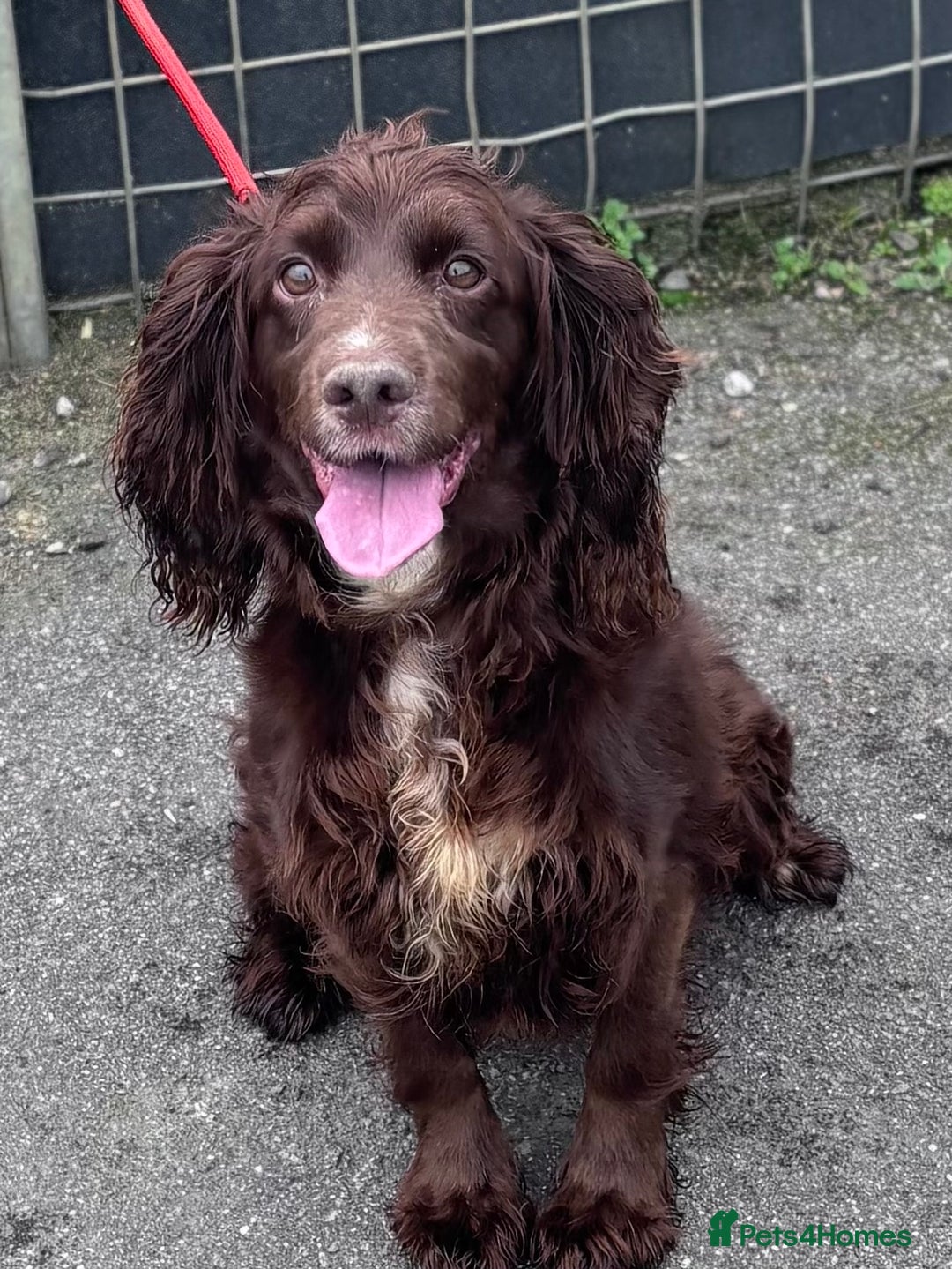 Cocker Spaniel dogs for sale: Working cocker spaniel puppies  - Image 6