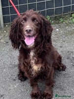 Cocker Spaniel dogs - Advert 5