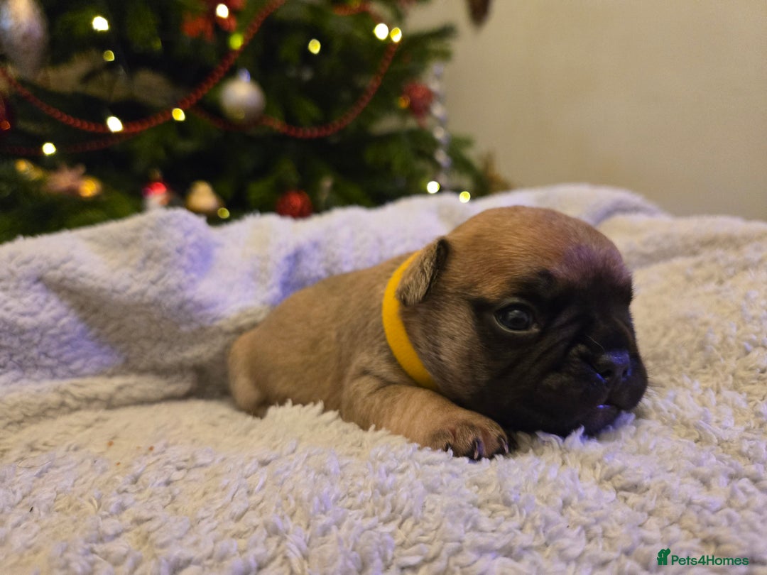French Bulldog dogs for sale: French bulldog puppies.  - Advert 25