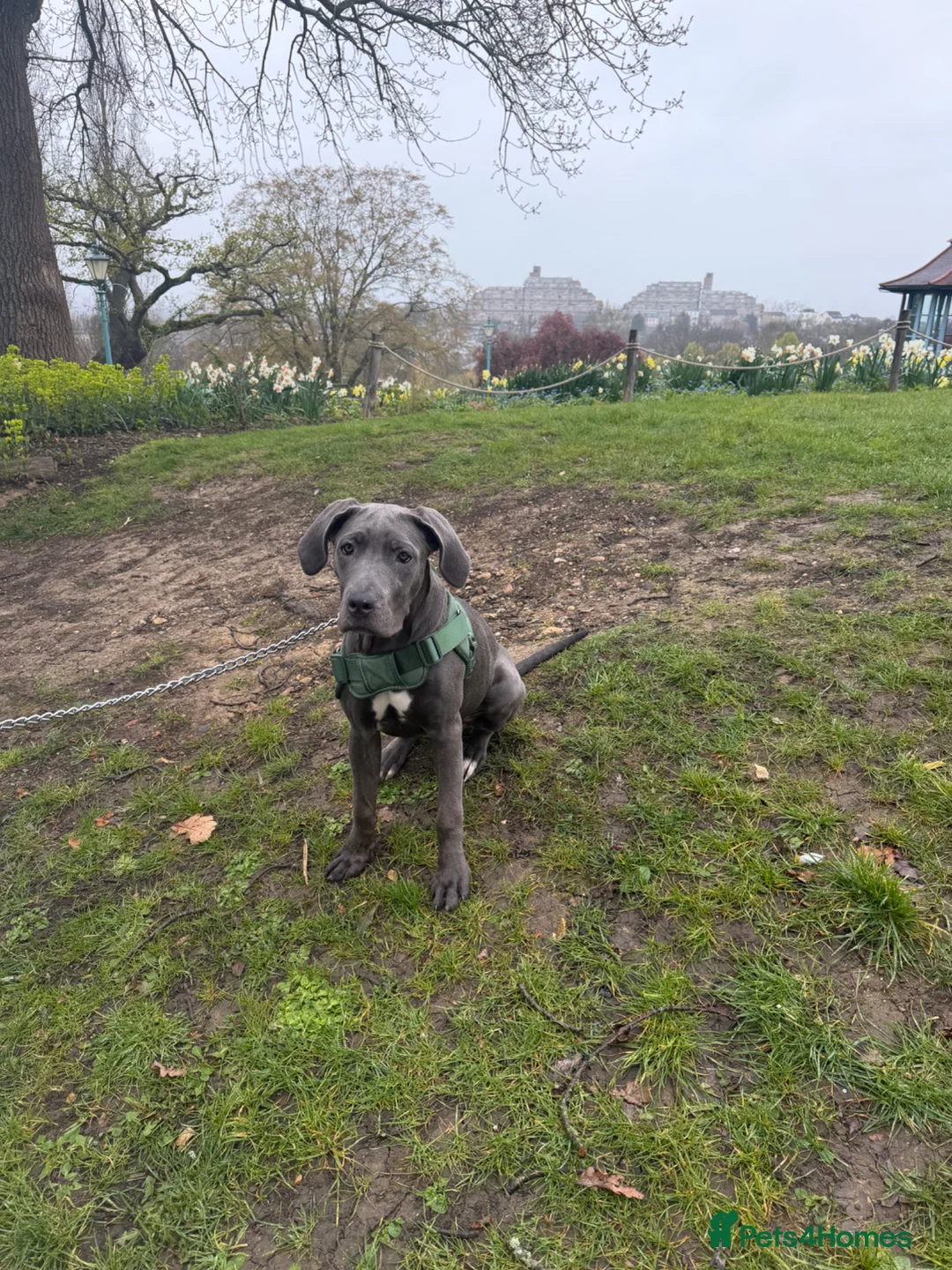 Cane Corso dogs for sale: Cane corso  - Advert 2