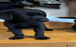 Goldador dogs for sale: GORGEOUS GOLDADORS  - Image 22